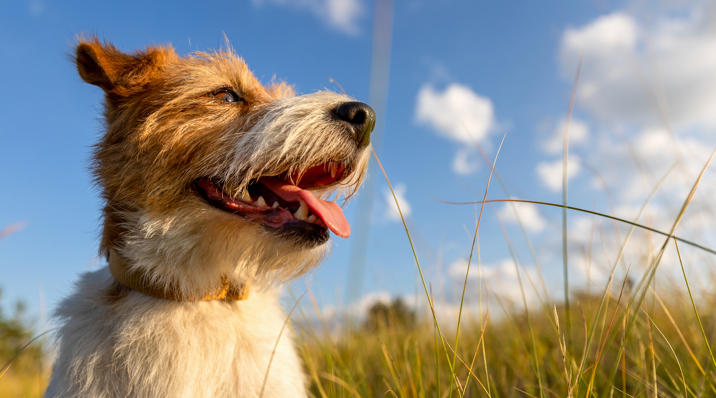 Greater protection for employees at Battersea Dogs Home